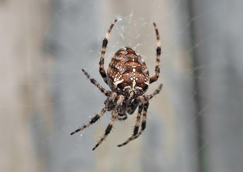 Araneus diadematus - крестовик