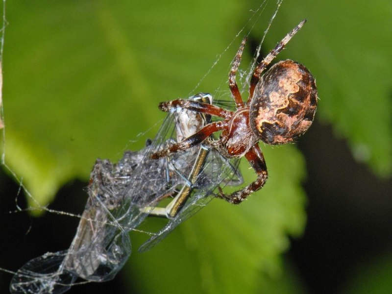 Larinioides sclopetarius
