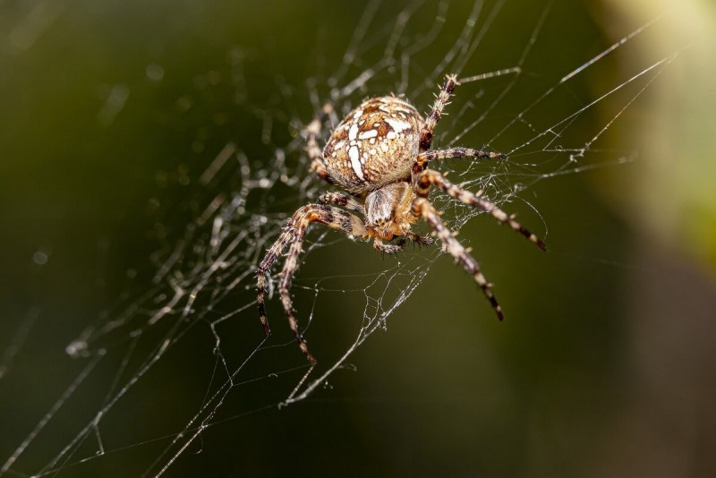 Araneus diadematus - крестовик