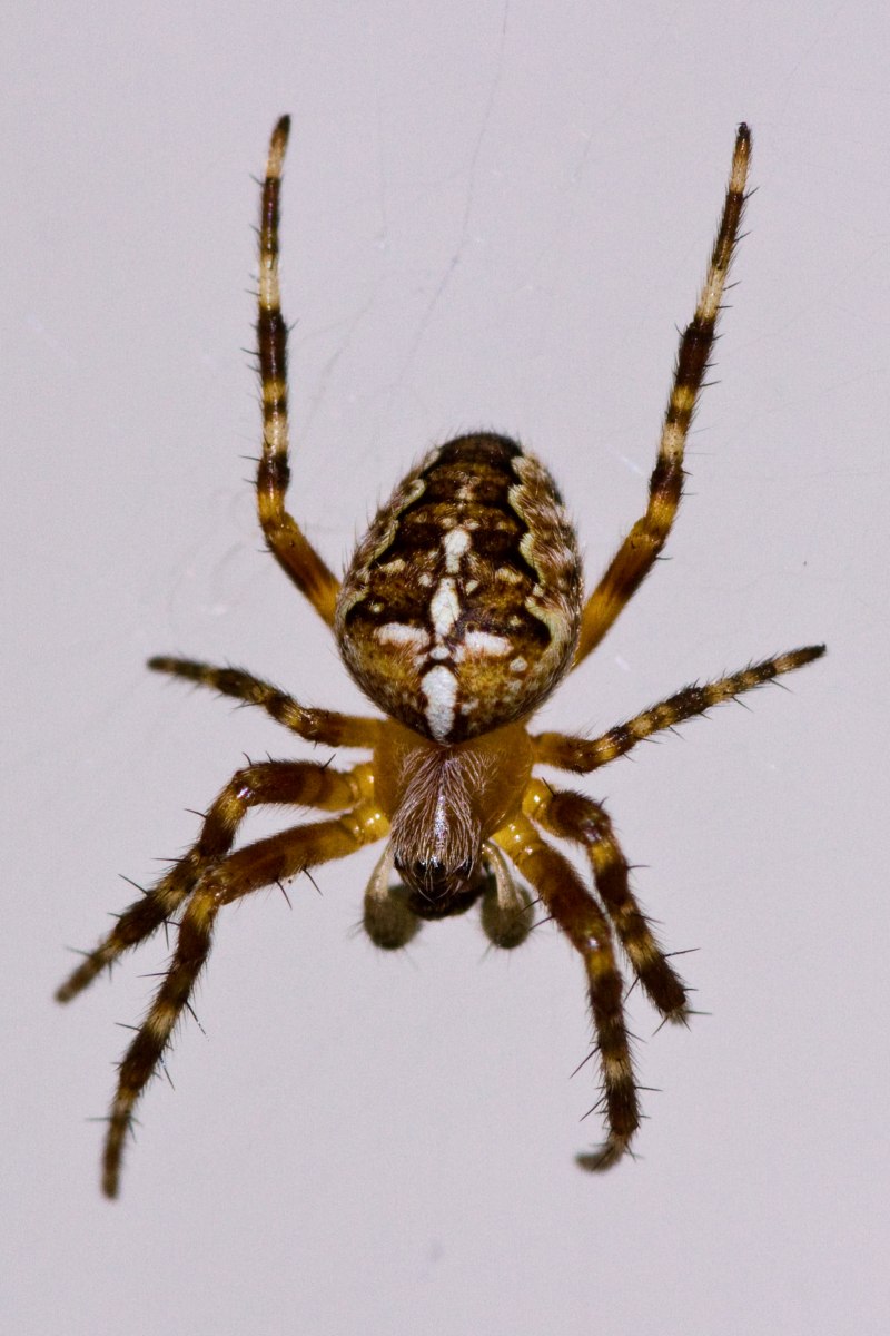 Araneus diadematus - крестовик