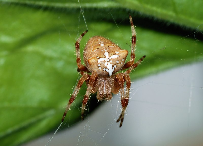 Araneus diadematus - крестовик