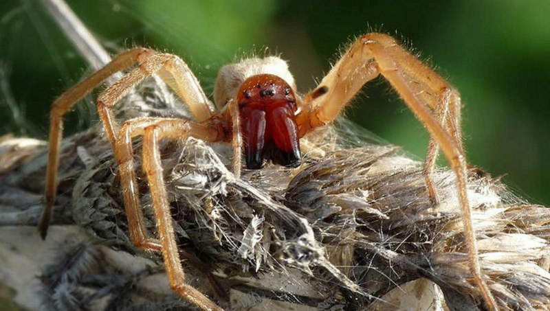 Araneus diadematus - крестовик