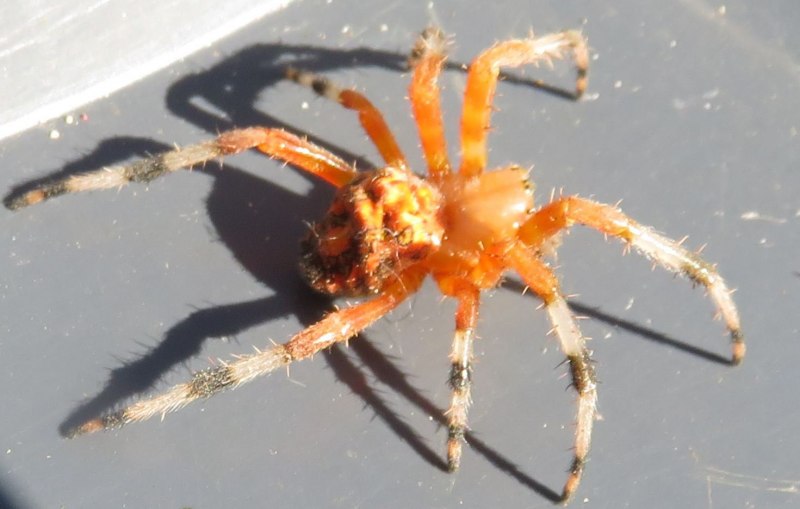 Паук Araneus angulatus