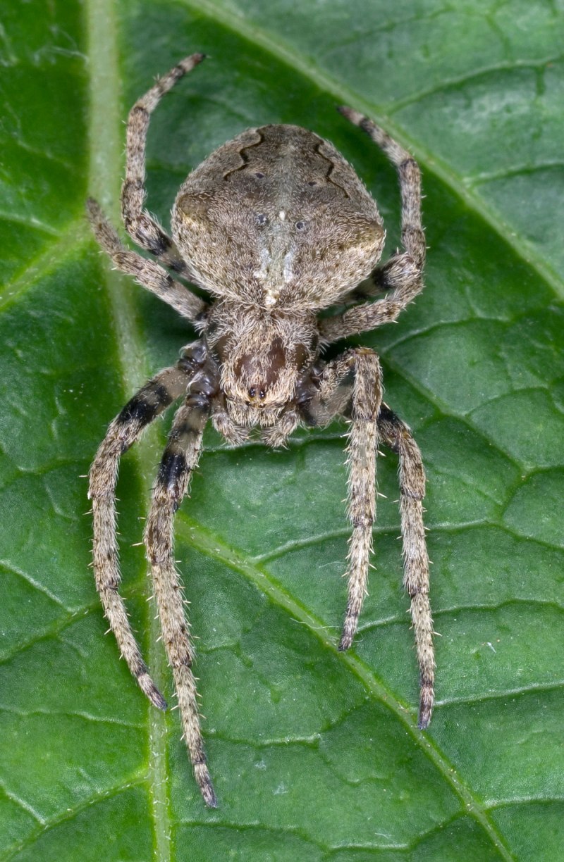 Araneus diadematus - крестовик