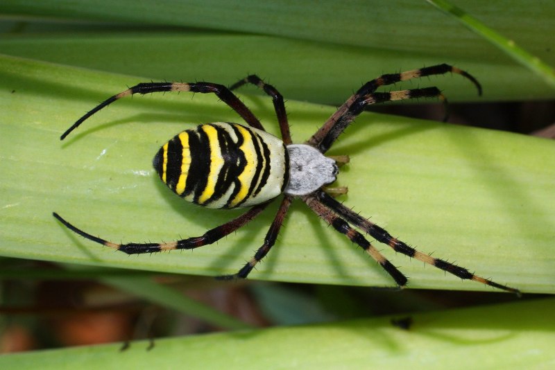 Паук Araneus Quadratus