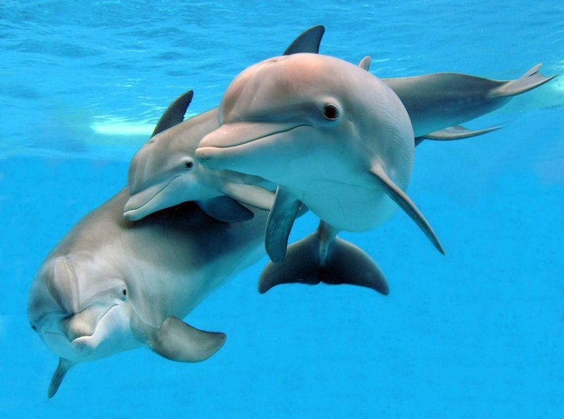 Дельфин рыба (57 фото)