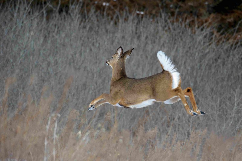 Odocoileus hemionus