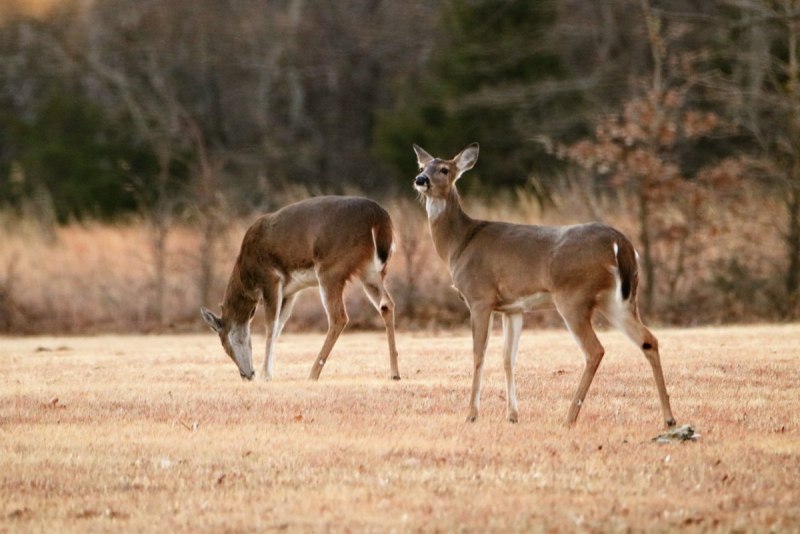 Белохвостый олень (Odocoileus virginianus)