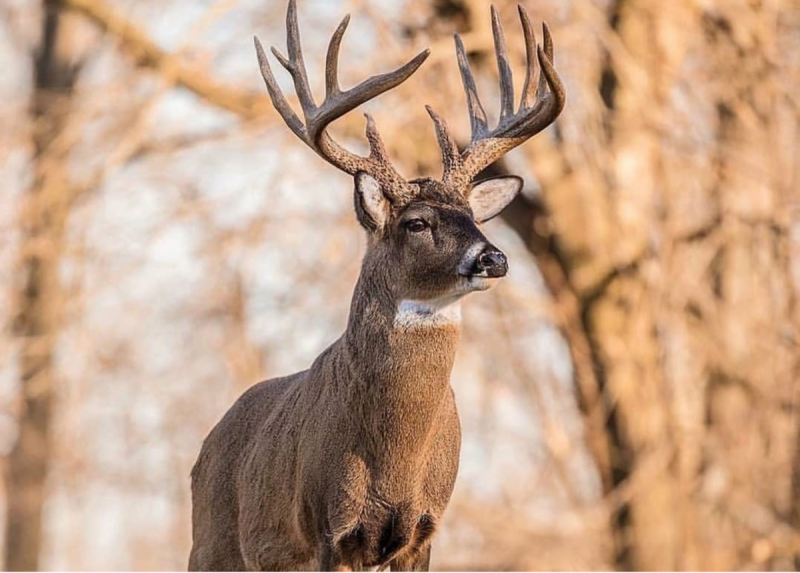 Whitetail Deer in Jamaica