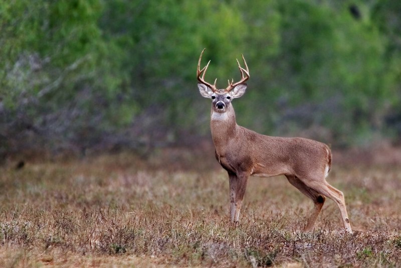 White tailed Deer