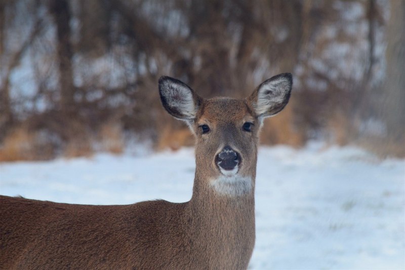 Antlers of Siberian Deer