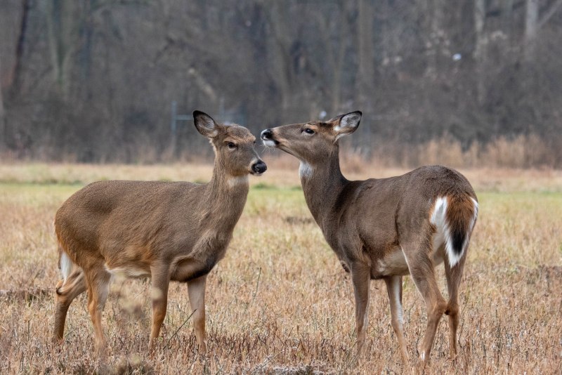 White tailed Deer