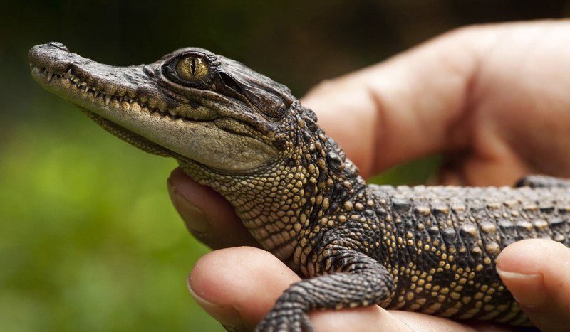 Крокодиловый Кайман (Caiman crocodilus)