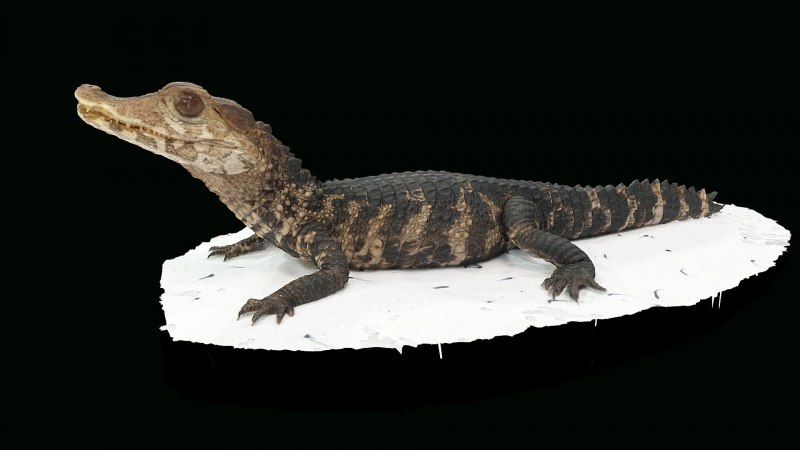 Dwarf Caiman