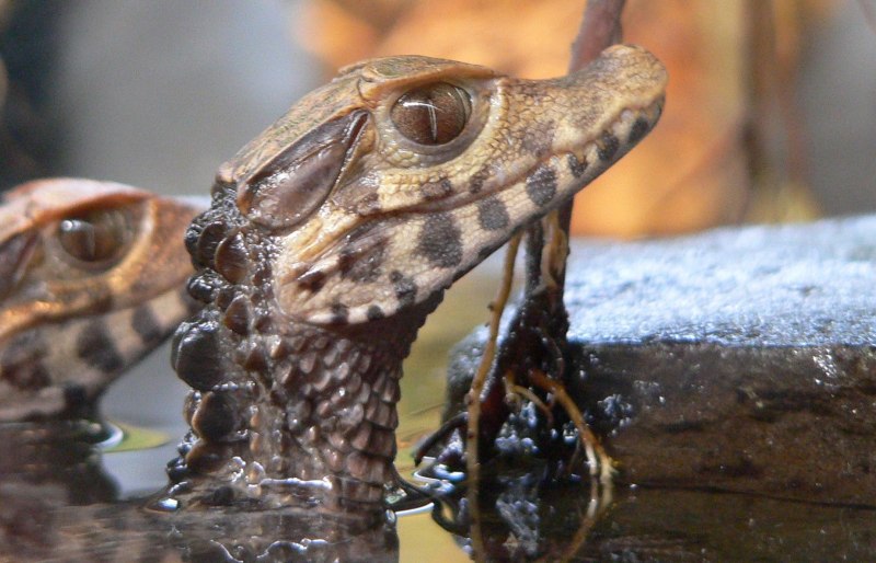 Гладколобый Кайман Кювье (Paleosuchus palpebrosus)