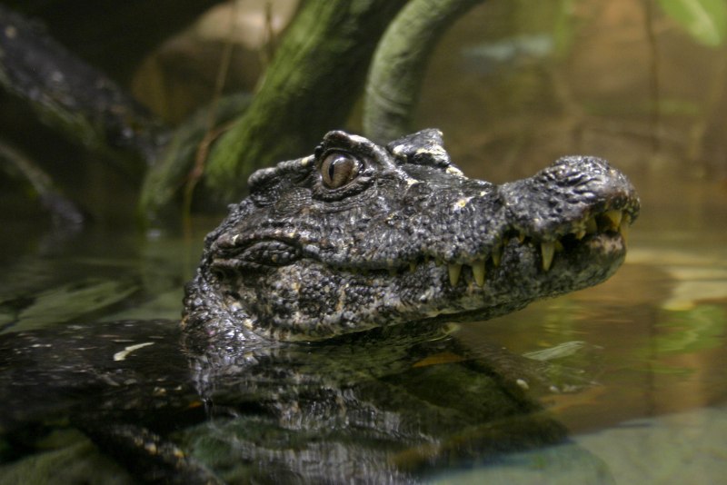 Крокодиловый Кайман (Caiman crocodilus)
