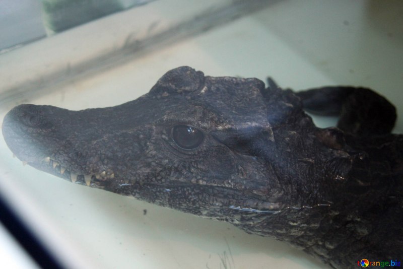 Paleosuchus trigonatus