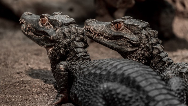 Dwarf Caiman