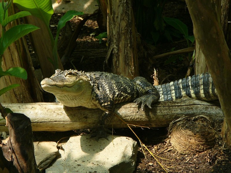Гладколобый Кайман Шнайдера (Paleosuchus trigonatus)