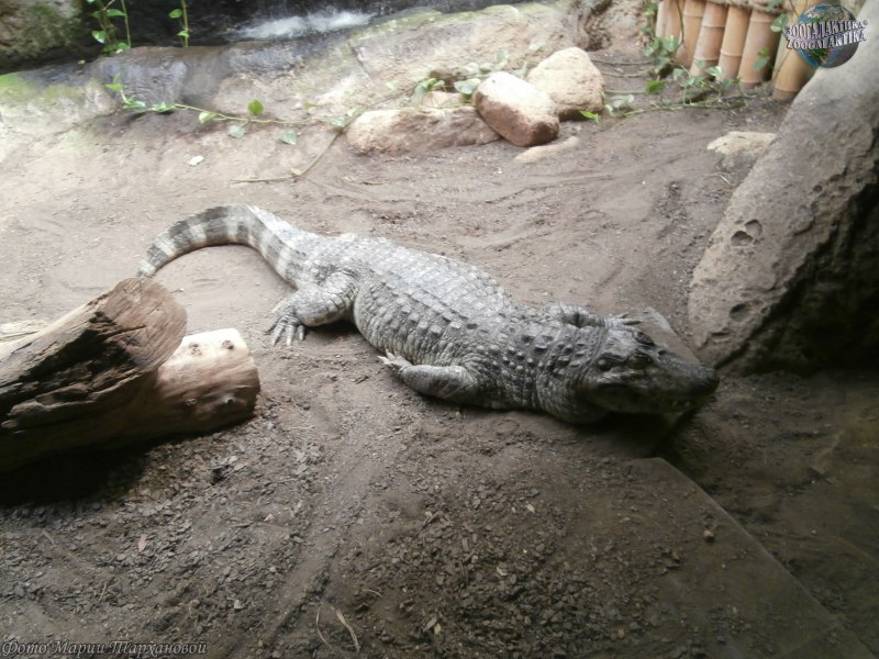 Paleosuchus palpebrosus