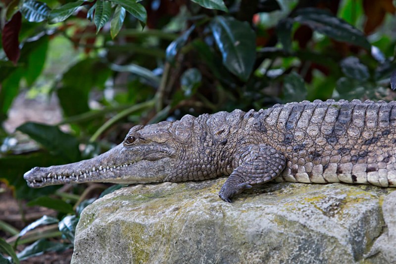 Paleosuchus trigonatus