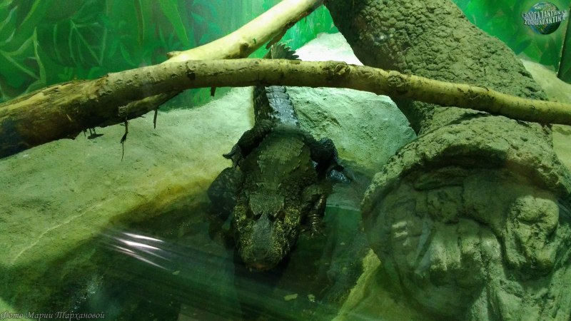 Гладколобый Кайман Кювье (Paleosuchus palpebrosus)
