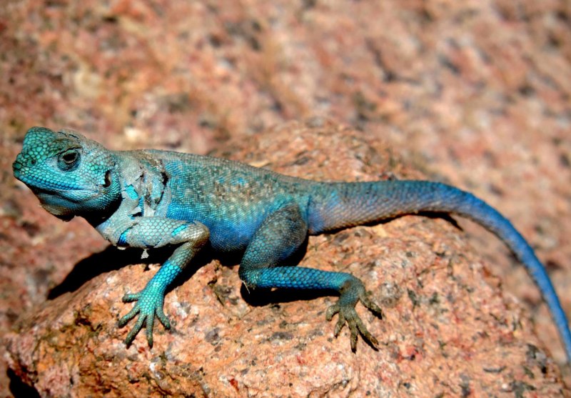 Aruba Whiptail Lizard