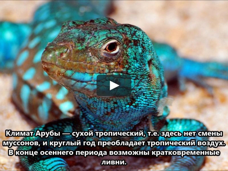 Лизард голубая ящерица