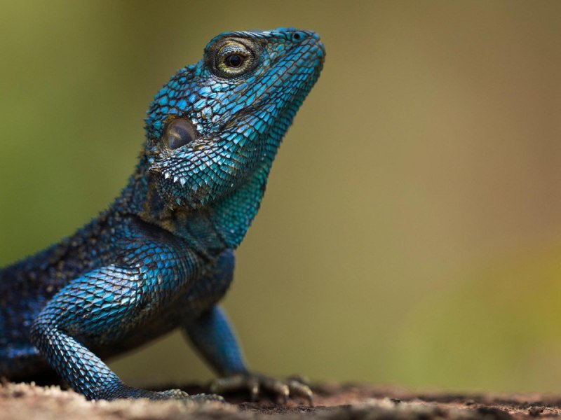 Анолис-Горгона (Anolis gorgonae)