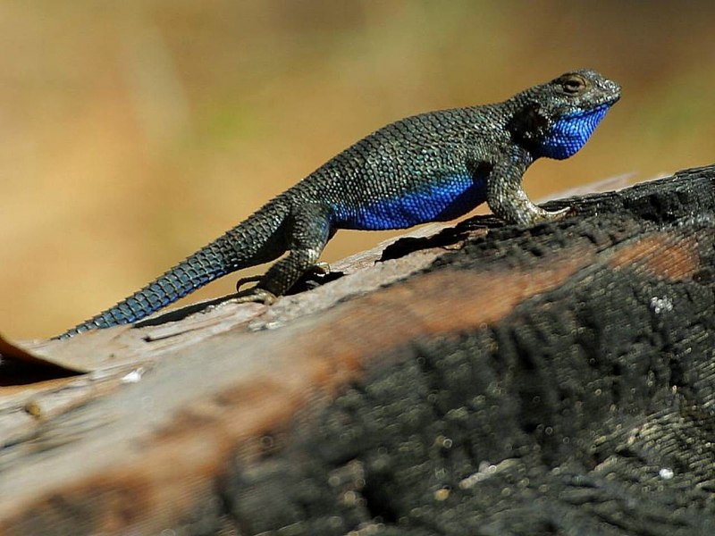 Minis8 Iguana