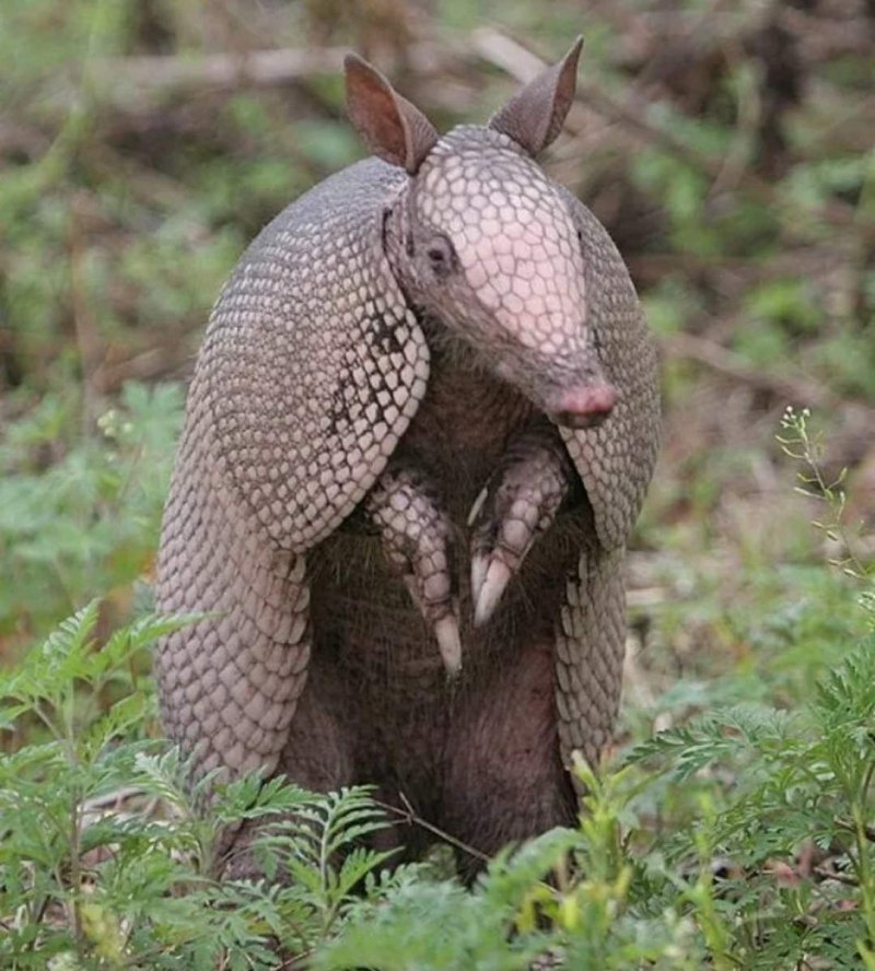 Гигантский броненосец Южная Америка