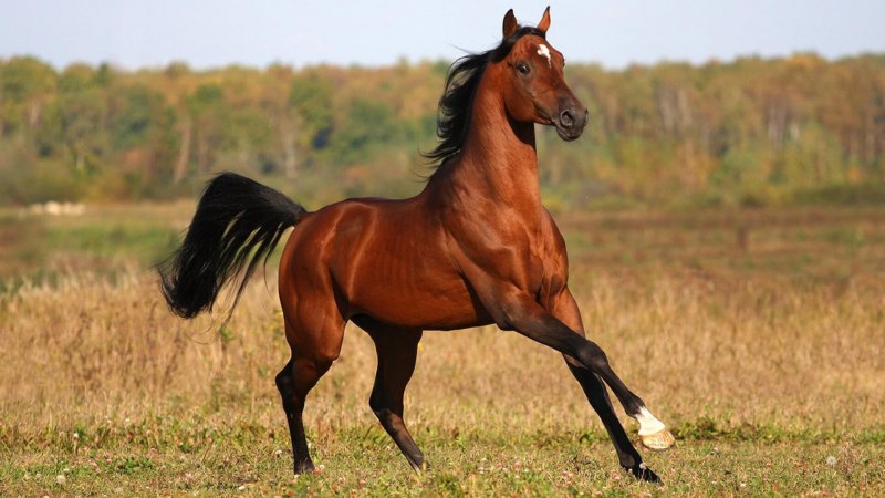 Эфиопская лошадь