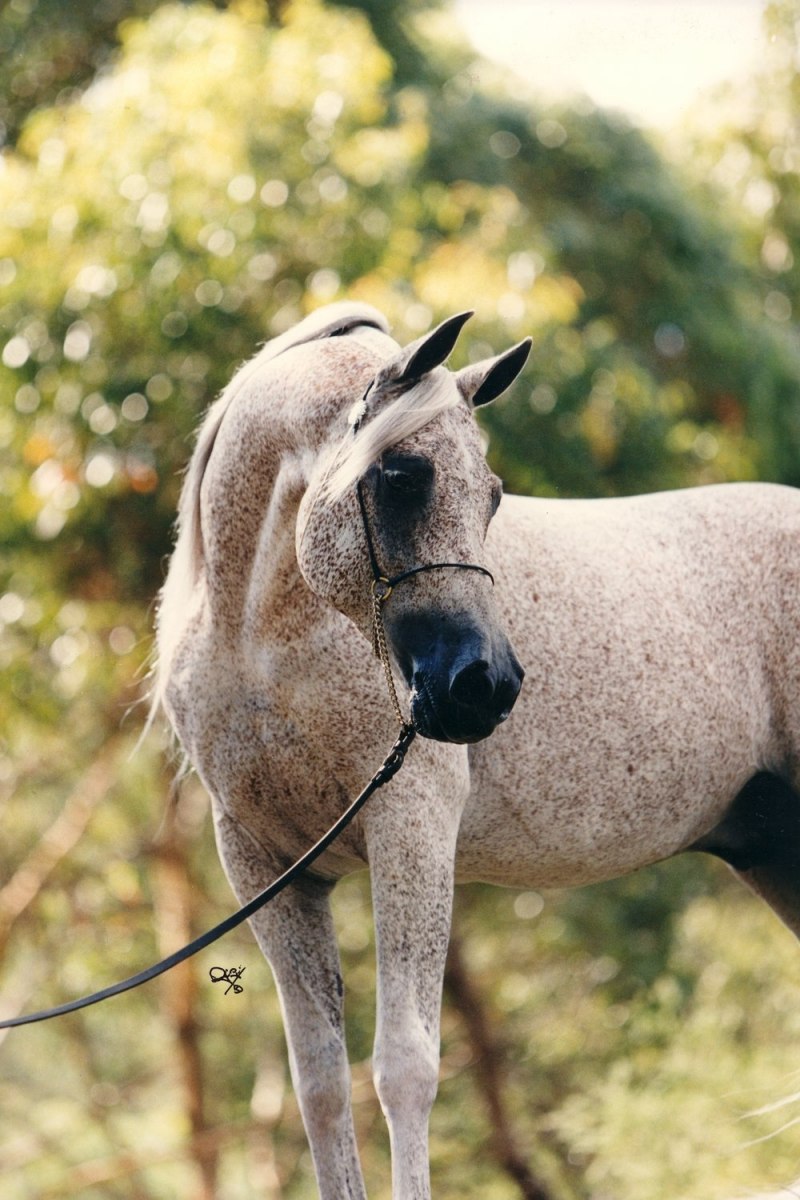 Arabian foals