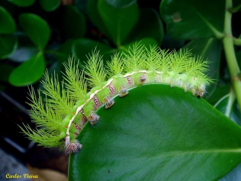 Lonomia Achelous