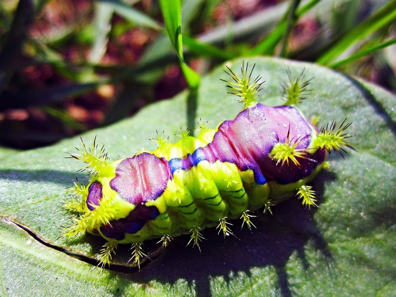 Hemileucinae гусеница
