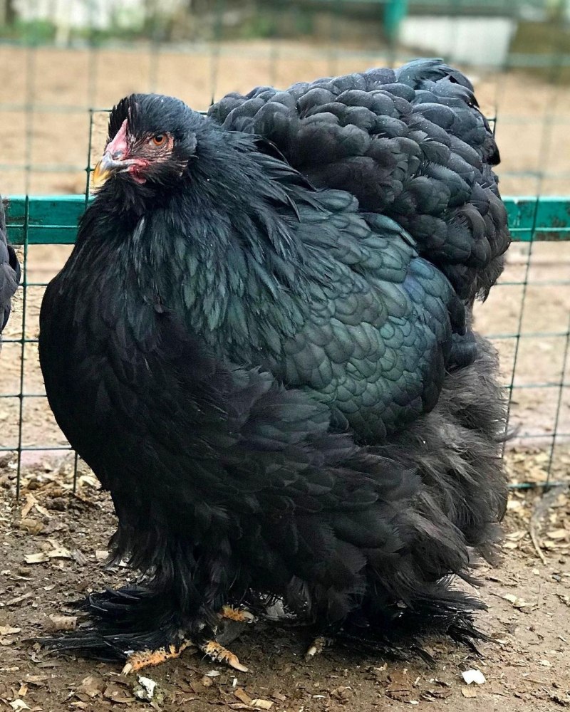 Кохинхины куры черные