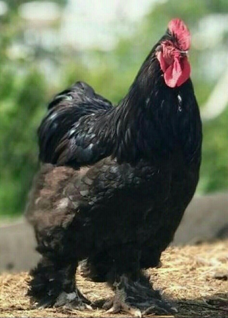 Кохинхин серебро