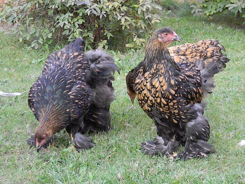 Австралорп, Брама, кохинхин, Маран