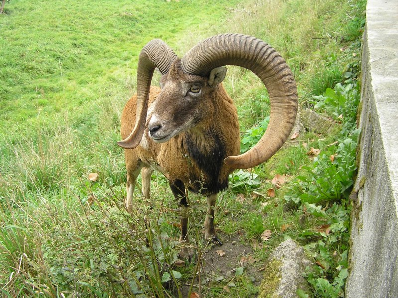 Дикий баран муфлон