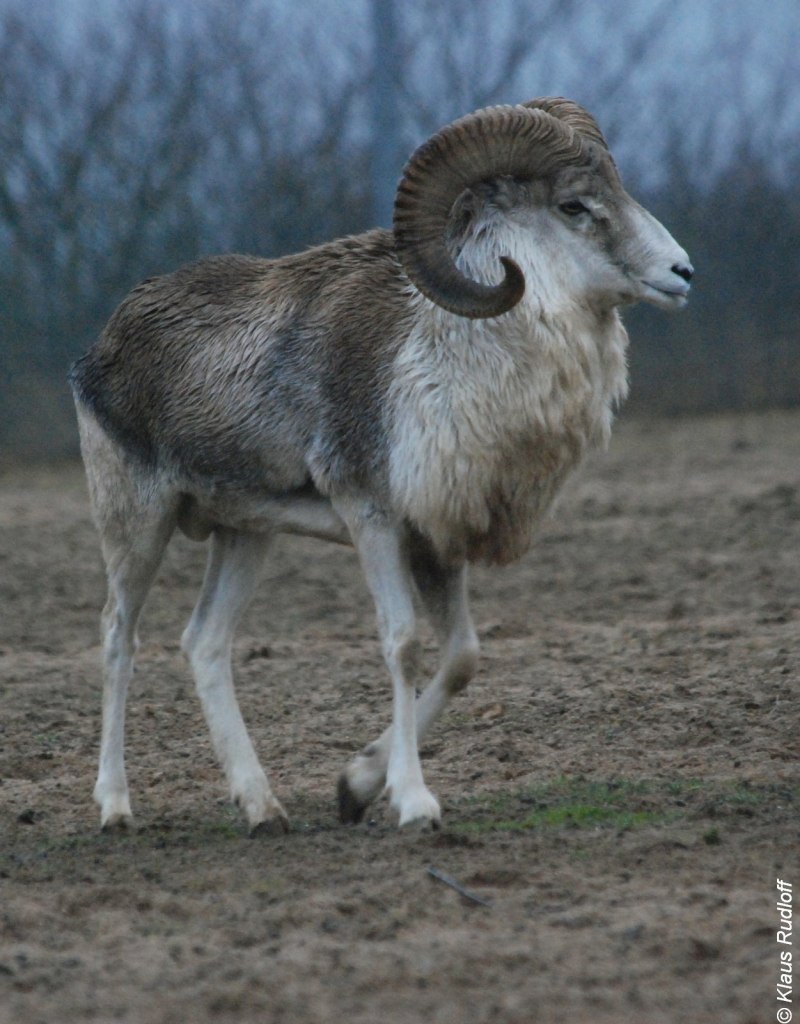 Муфлон Жорик