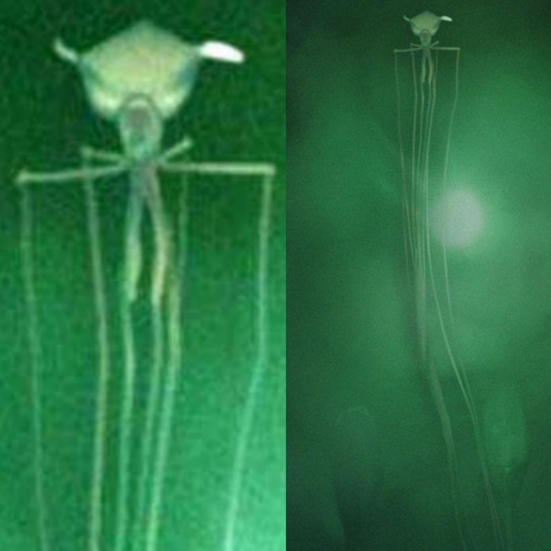 Гигантский кальмар Architeuthis