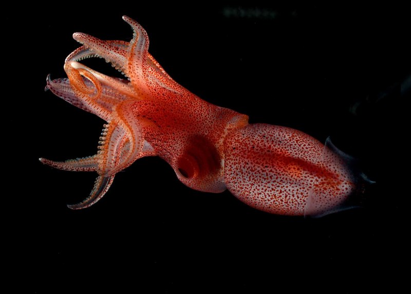 Глубоководные кальмары Architeuthis