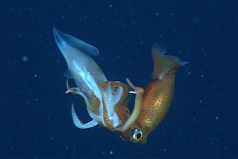 Глубоководный кальмар (69 фото)