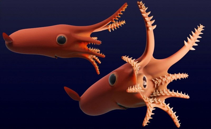 Helicocranchia pfefferi