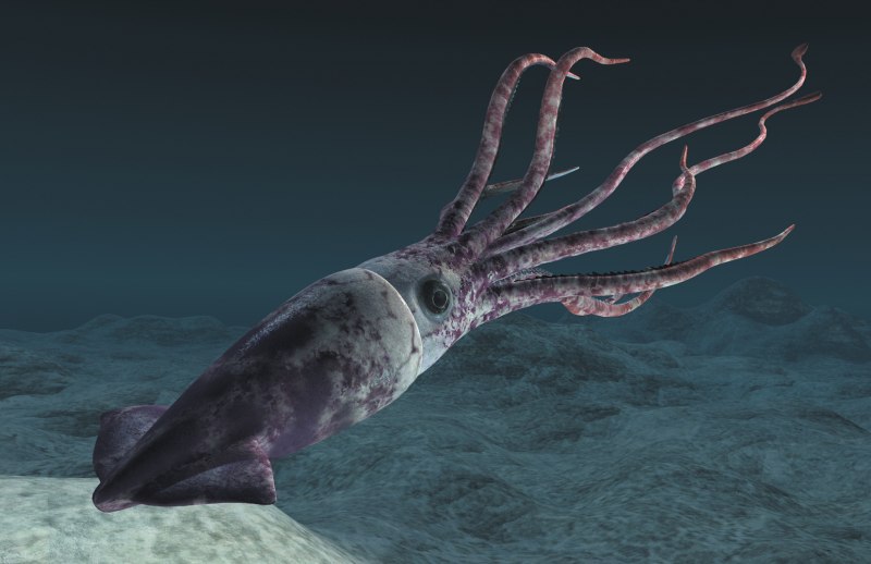 Octopoteuthis deletron