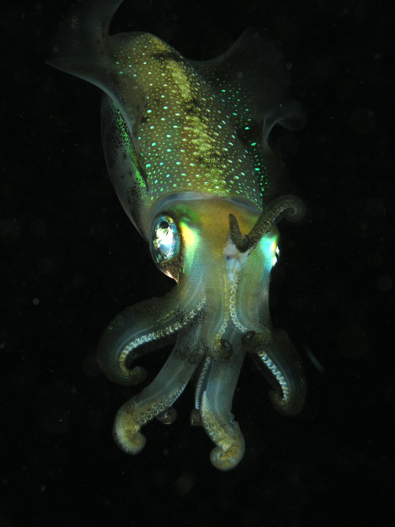 Кальмарам octopoteuthis deletron