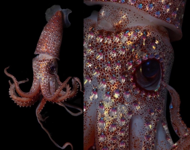 Octopoteuthis deletron