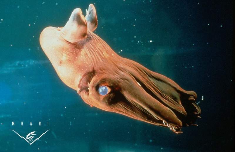 Кальмар Bigfin