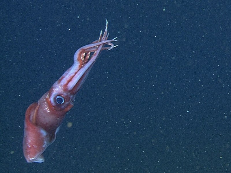 Кальмар Helicocranchia pfefferi