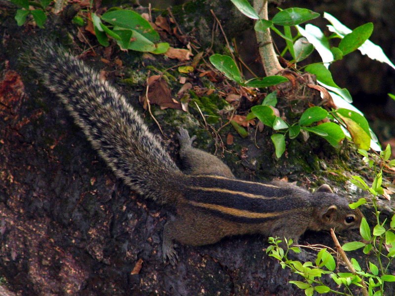 Funambulus layardi